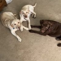 Brookhill Animal Clinic ico