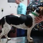 Paint Creek Veterinary Clinic