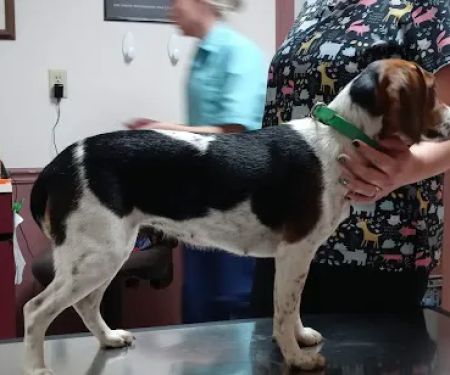 Paint Creek Veterinary Clinic