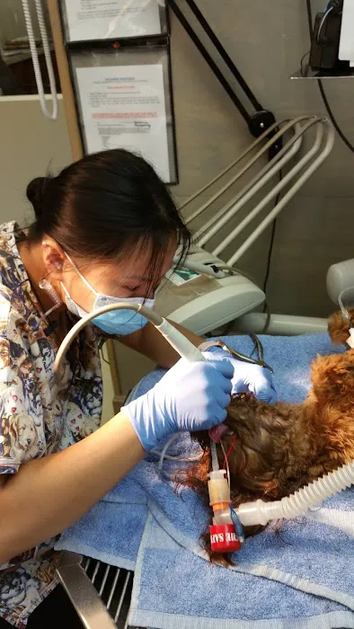 Ohio Veterinary Dental Service Picture 5