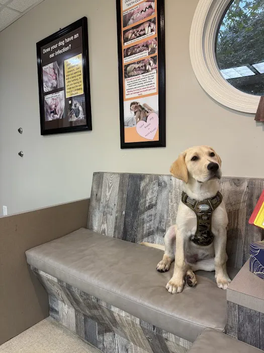 Dogs Only Medical Center Picture 5