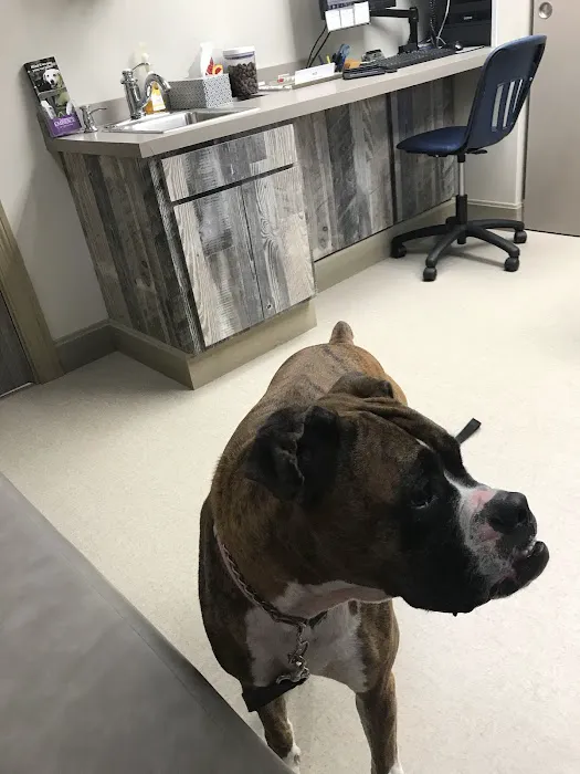 Dogs Only Medical Center Picture 6
