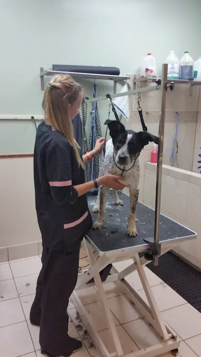 Dogs Only Medical Center Picture 7