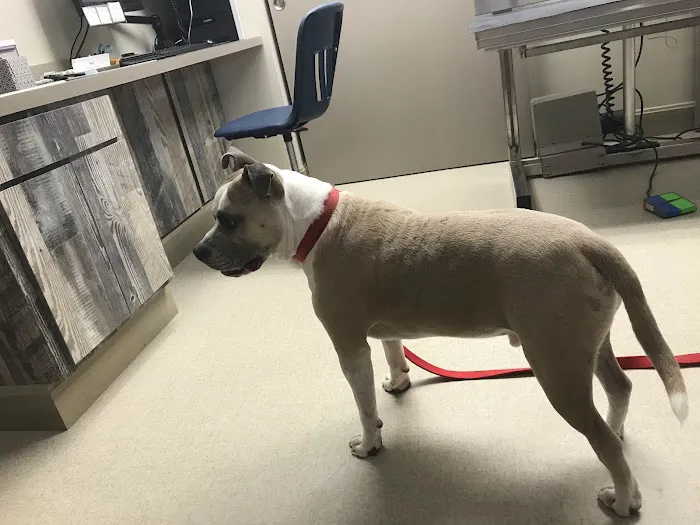 Dogs Only Medical Center Picture 2