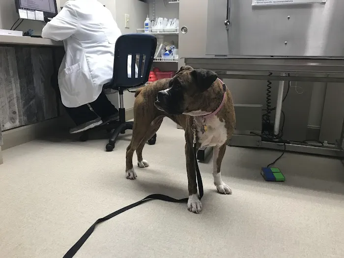 Dogs Only Medical Center Picture 4