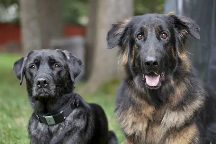 Animals R Special Veterinary Picture 3
