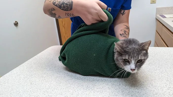 Healthy Pets of New Albany Picture 4