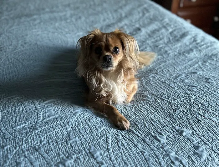 Healthy Pets of New Albany Picture 2