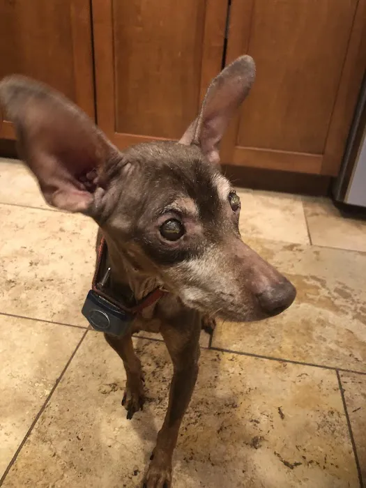 Healthy Pets of New Albany Picture 10
