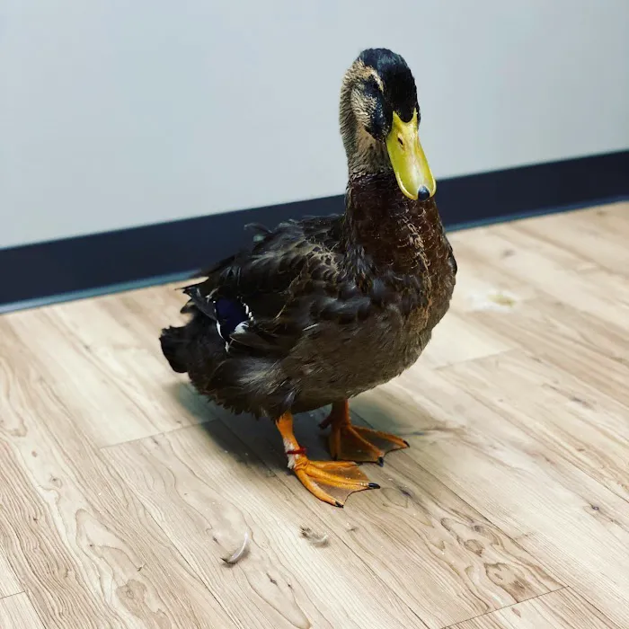 Cedar Hill Animal Clinic Picture 10