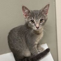 Animal Care Center at Cherry Way ico