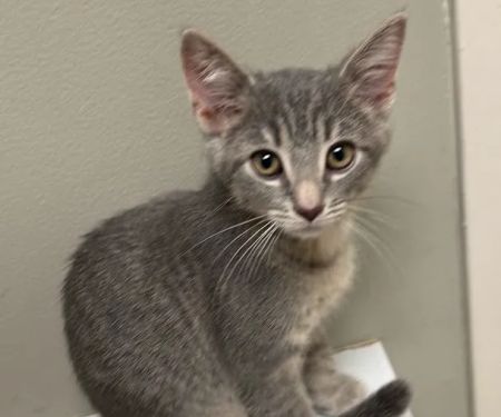 Animal Care Center at Cherry Way