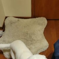 Pet Medical Center Of Westerville ico