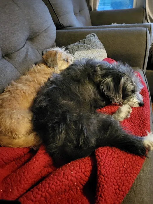 Columbus Dog Connection Picture 8