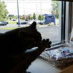 Easton Animal Hospital