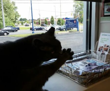 Easton Animal Hospital
