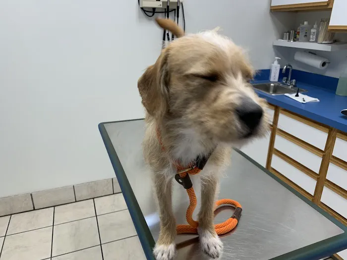 Easton Animal Hospital Picture 4