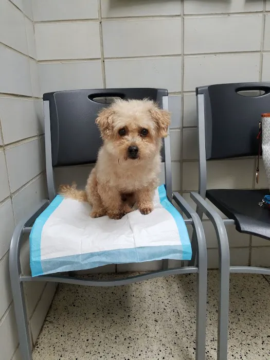 Red Maples Veterinary Clinic Picture 4