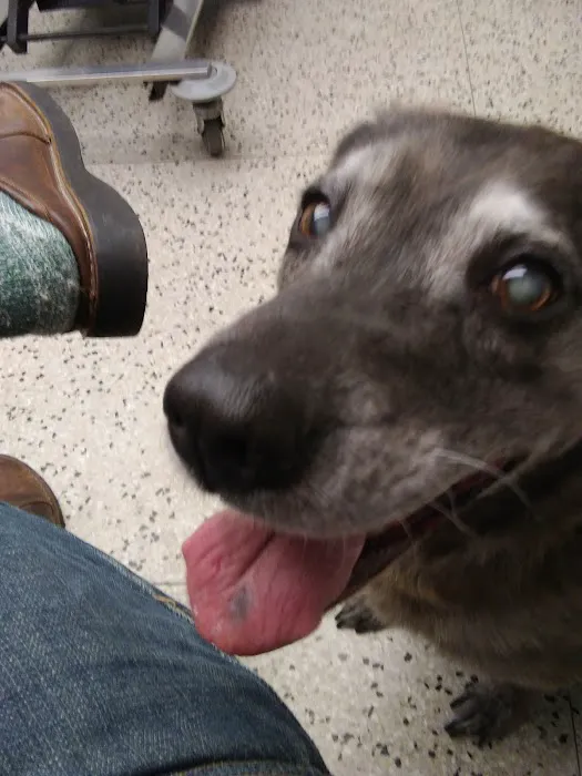 Red Maples Veterinary Clinic Picture 10