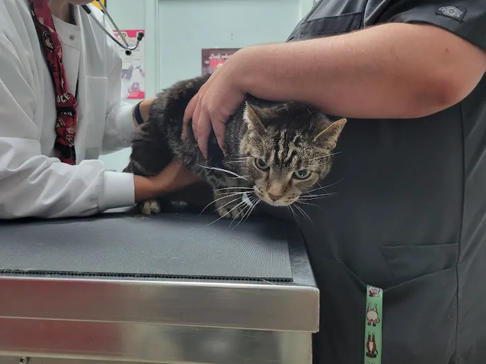 Red Maples Veterinary Clinic Picture 3