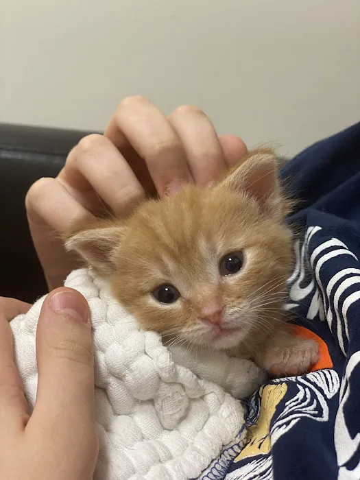 Bexley Animal Hospital Picture 7
