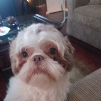 Veterinary Emergency Group ico