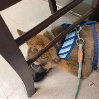 Town & Country Veterinary ico