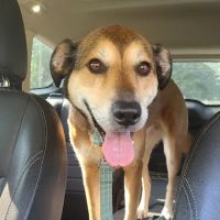 Fredericktown Veterinary Clinic ico
