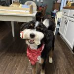 Danville Veterinary Clinic
