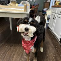 Danville Veterinary Clinic ico