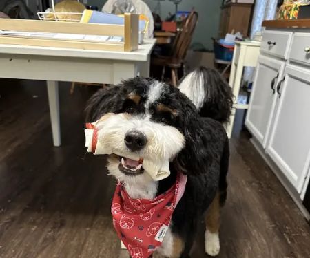 Danville Veterinary Clinic
