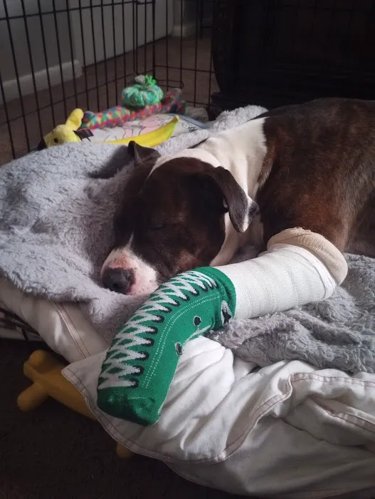 Parsons Animal Clinic Picture 6