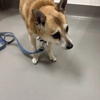 Columbus Humane Essential Care Center ico