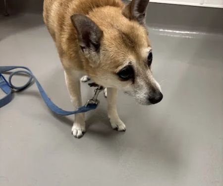 Columbus Humane Essential Care Center