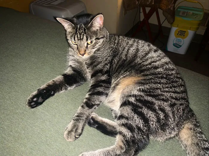 Columbus Humane Essential Care Center Picture 8