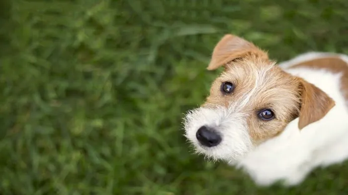 Great Southern Animal Hospital Picture 5