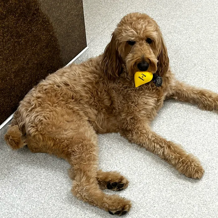 Great Southern Animal Hospital Picture 10