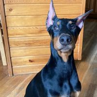 East Columbus Veterinary Hospital ico