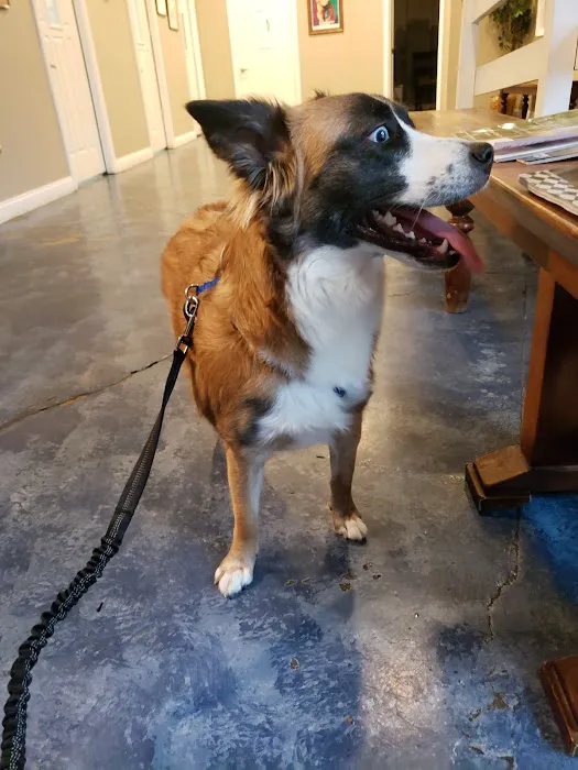 Care Pet Clinic Picture 1