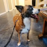 Care Pet Clinic ico