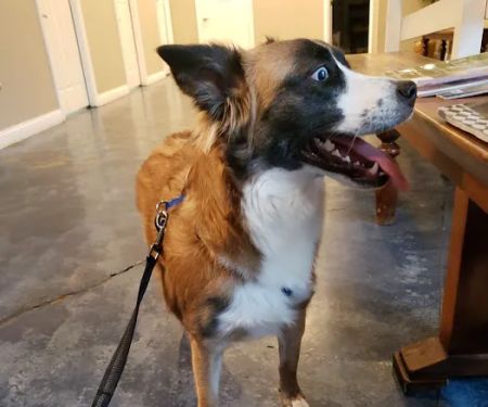 Care Pet Clinic