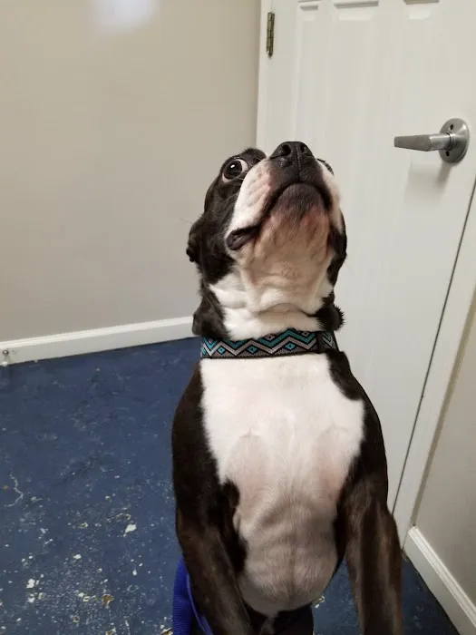 Care Pet Clinic Picture 2