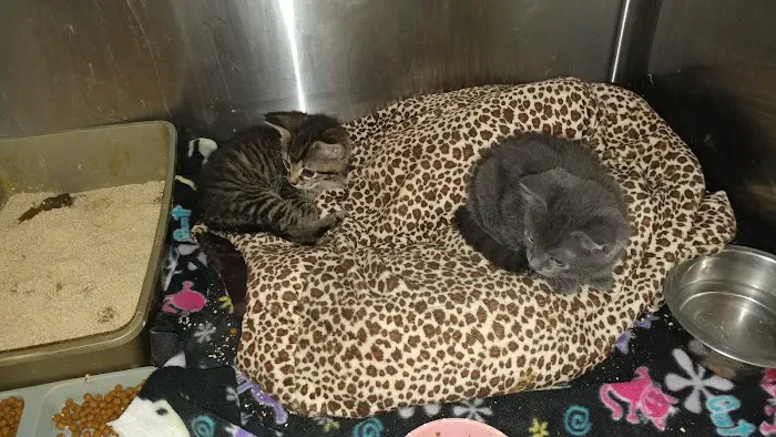 Care Pet Clinic Picture 7