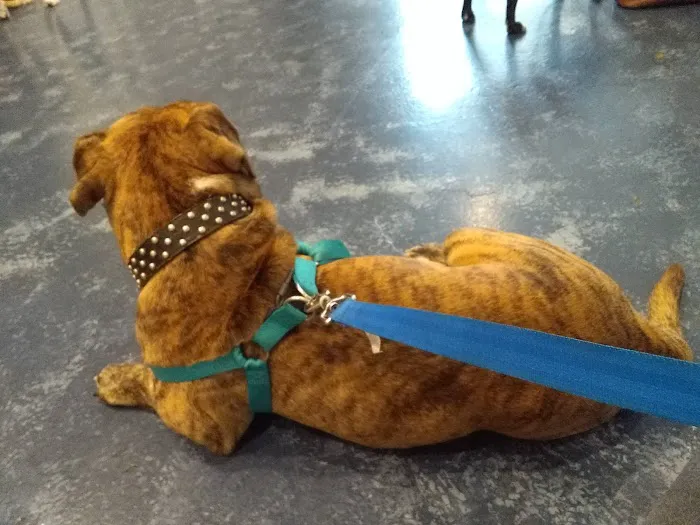 Care Pet Clinic Picture 4
