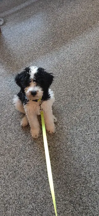 Care Pet Clinic Picture 5