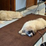 Clearfork Veterinary Hospital