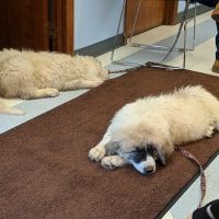 Clearfork Veterinary Hospital ico