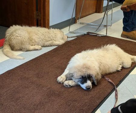 Clearfork Veterinary Hospital