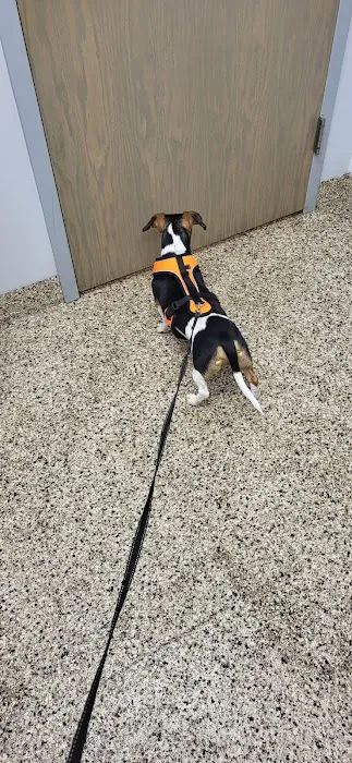 Bellevue Animal Hospital Picture 2