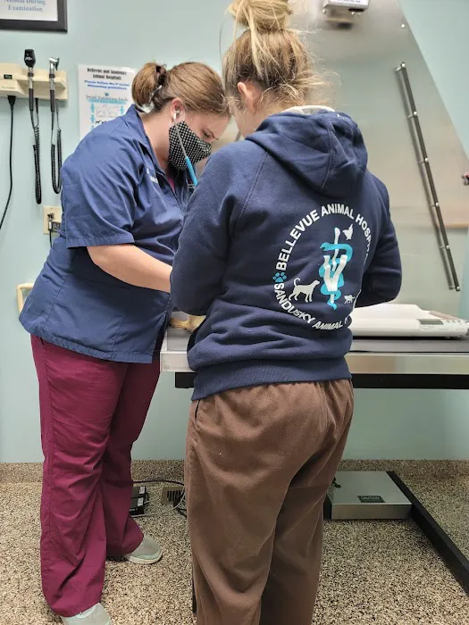 Bellevue Animal Hospital Picture 3